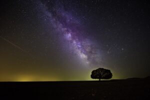 Las mejores videntes ponen de manifiesto que un árbol que un día era un dibujo en un libro se muestra en esta fotografía